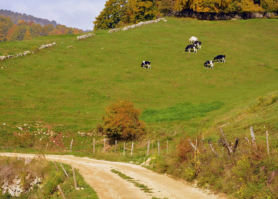 road, mountain, excursion, cow, herd, prato, bovino, animals HD wallpaper