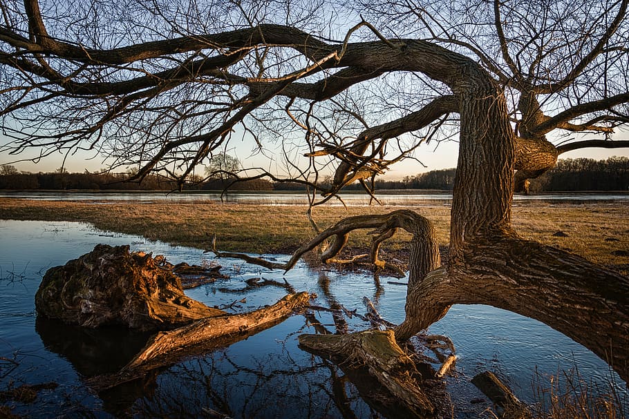 elbe, high water, evening, river, current, nature, mood, sunset HD wallpaper