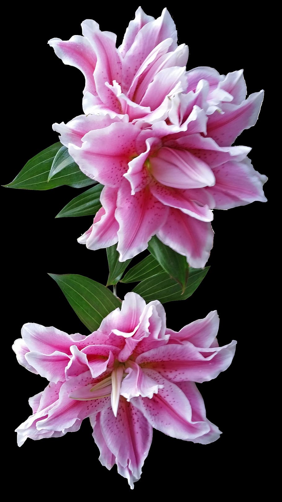 lily, pink, full bloom, flower, flowering plant, petal, freshness HD wallpaper