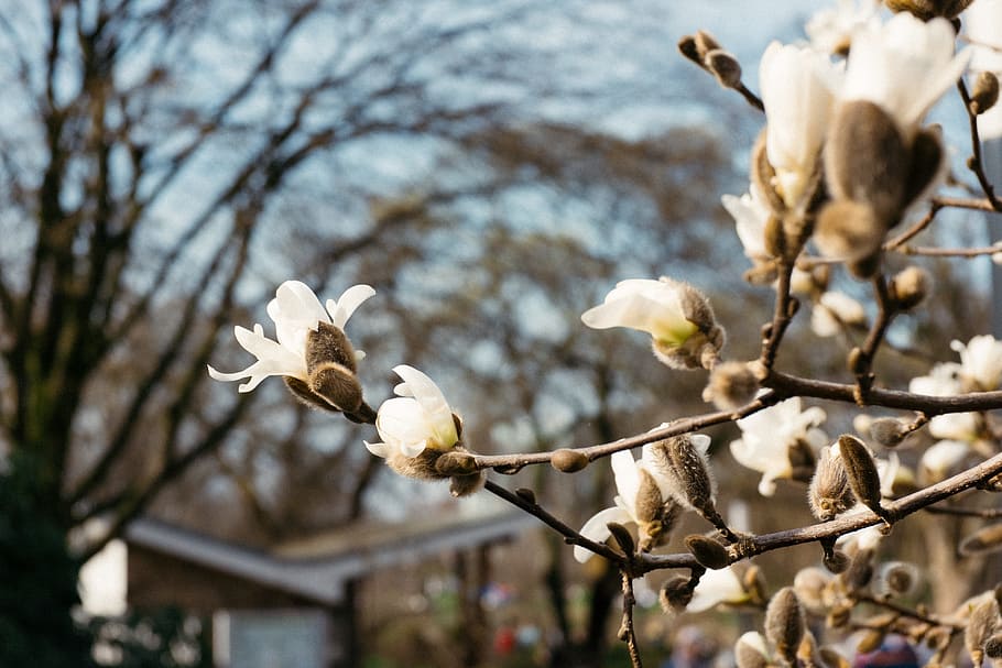 Blooming magnolia, nature, tree, branch, winter, flower, outdoors HD wallpaper
