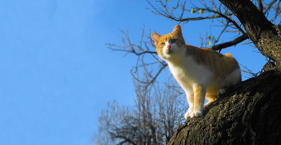 Cat, Tomcat, Tree, one animal, blue, low angle view, animal wildlife HD wallpaper