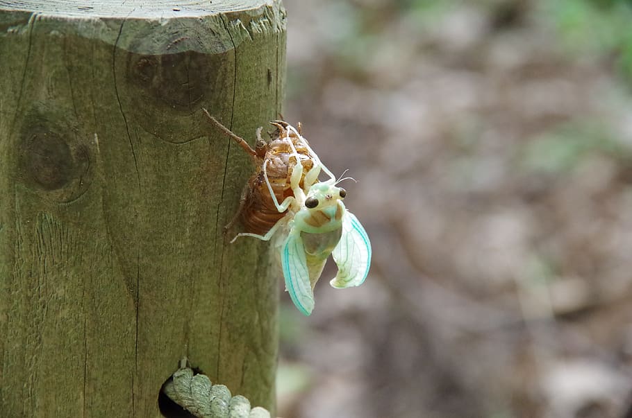 cicada, hatch, insect, bug, animals in the wild, focus on foreground HD wallpaper