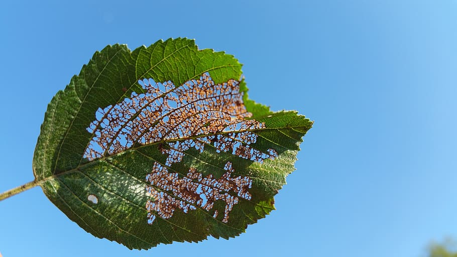 leaf, autumn, leaves, plant part, sky, nature, tree, blue, beauty in nature HD wallpaper