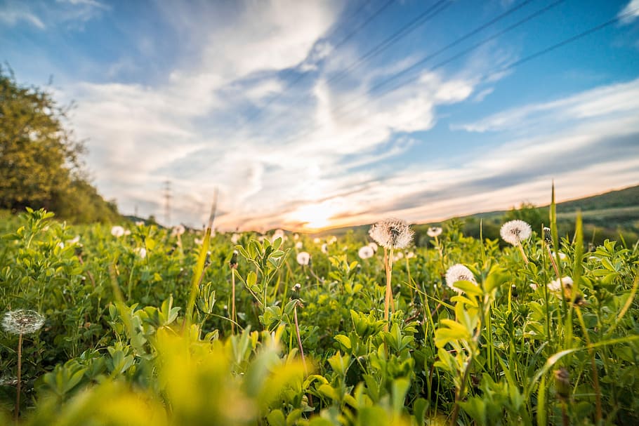 Dandelions/Blowballs in a Field at Sunset, clouds, evening, flowers HD wallpaper