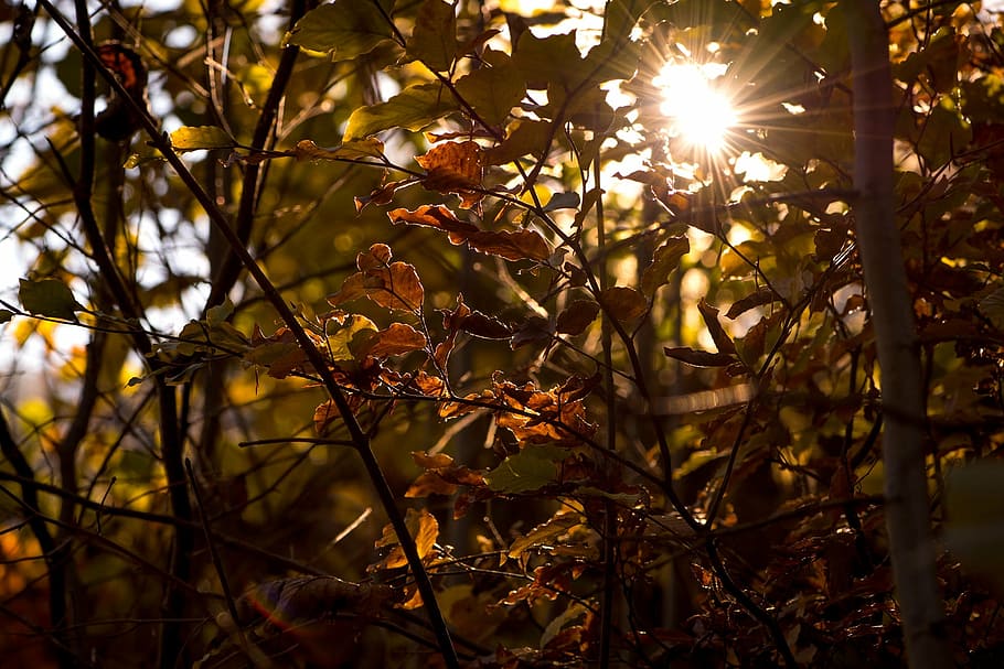 photography of dried leaves, autumn, aesthetic, autumn sun, back light