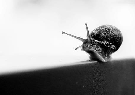snail, slow, slime, one animal, animal themes, gastropod, slimy HD wallpaper