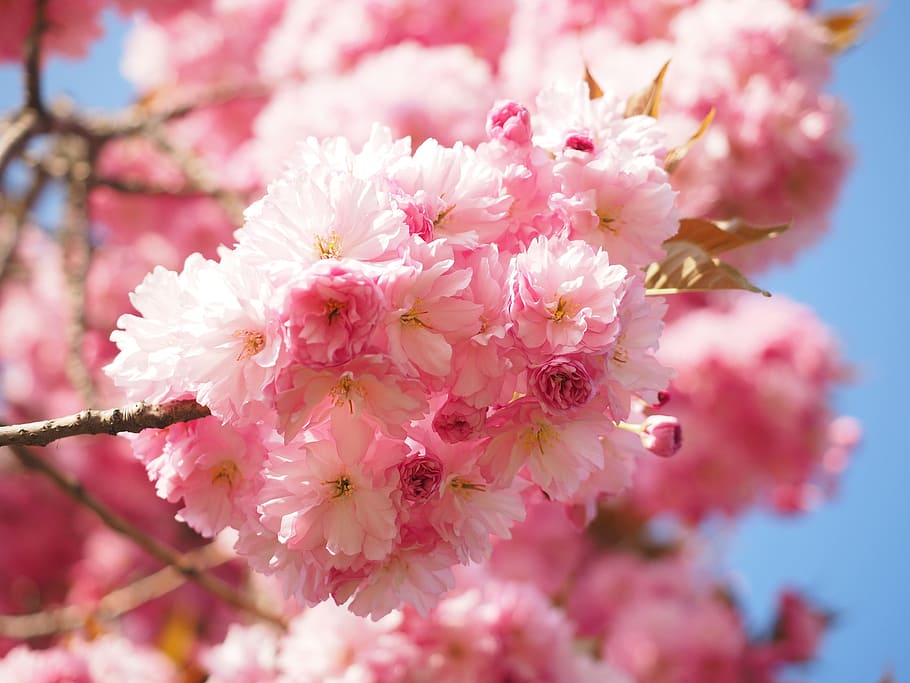 Cherry Blossom, Japanese Cherry, Smell, bloom, japanese flowering cherry, HD wallpaper