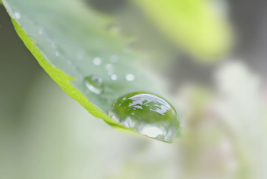drop, forest, water, dew, rain, reflection, leaf, drops, green color HD wallpaper