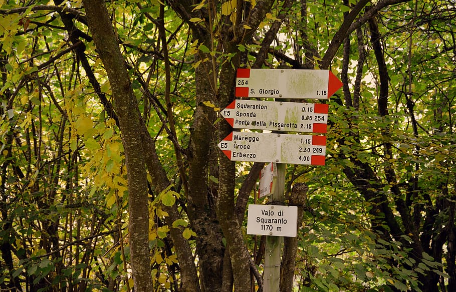 signals, excursion, forest, indications, the european path HD wallpaper