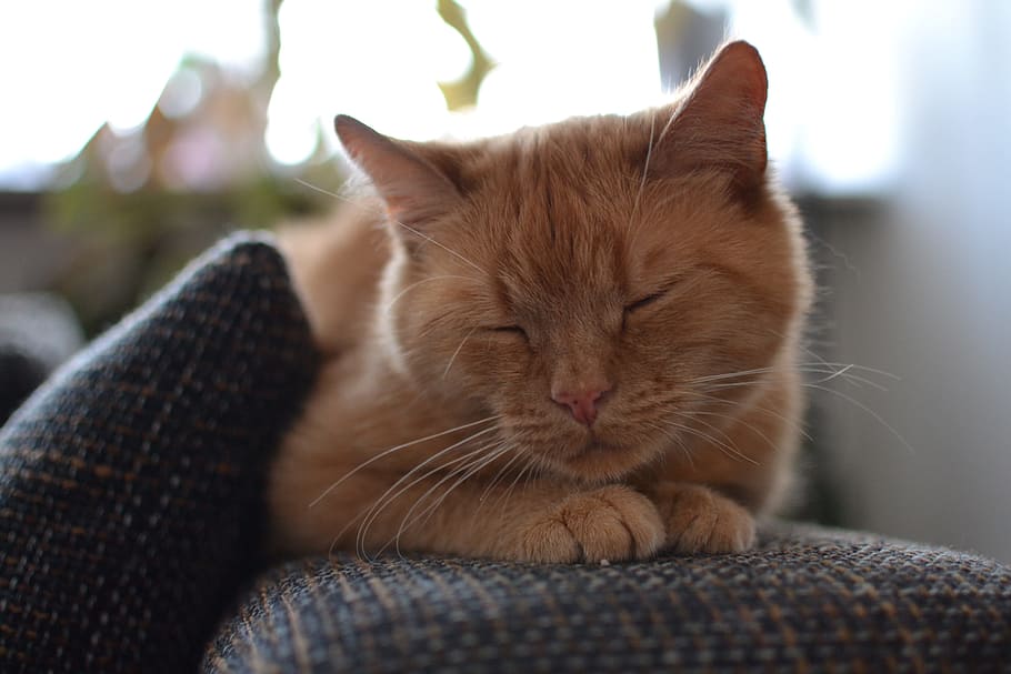 Cat, Ginger, Sleeping, Pet, Cute, red fur, domestic cat, pets HD wallpaper