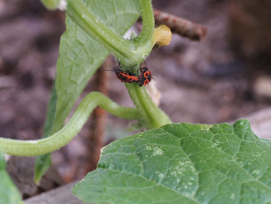 beetle, red, insect, macro, nature, close, animal themes, invertebrate HD wallpaper