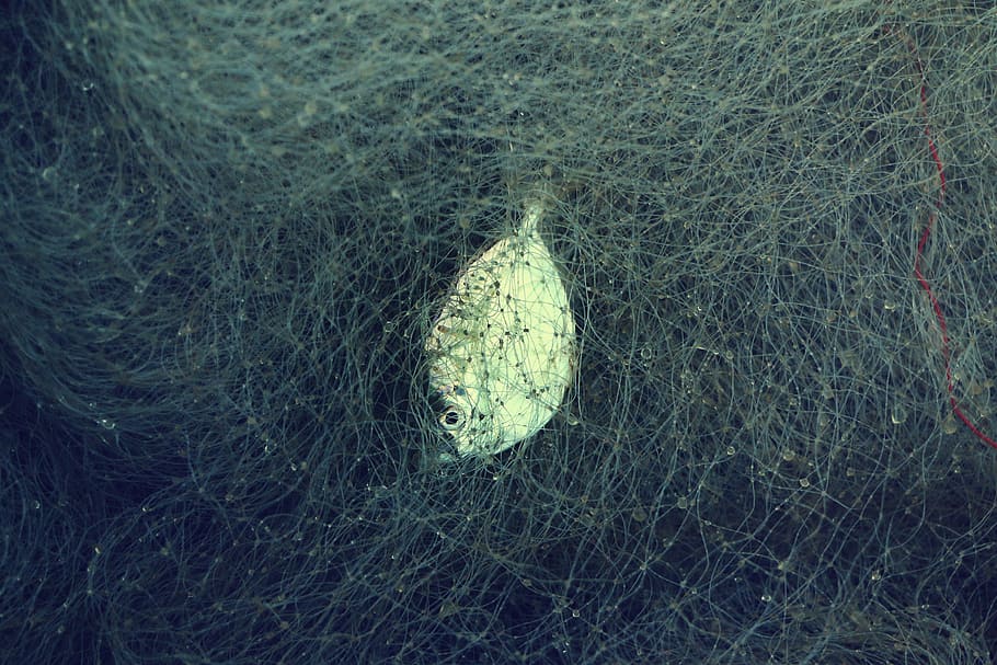 fish in a net, gray pet fish, caught, tangled, catch, fishnet HD wallpaper