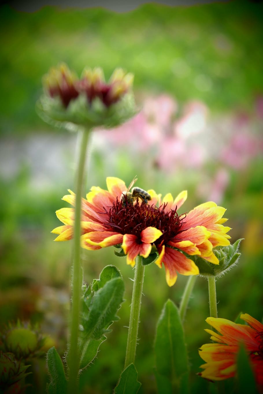 flower, process, pollination, colors, bee, insect, macro, nature HD wallpaper