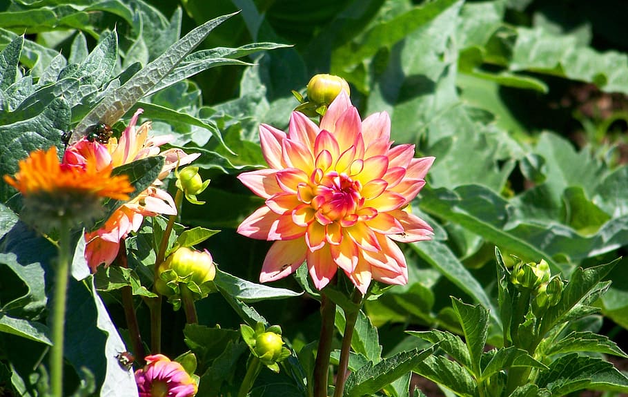 bloom, flower, summer, blossom, floral, garden, season, petal HD wallpaper
