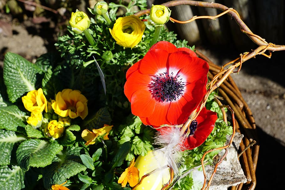 flower, flourished, spring, macro, flowering plant, freshness HD wallpaper