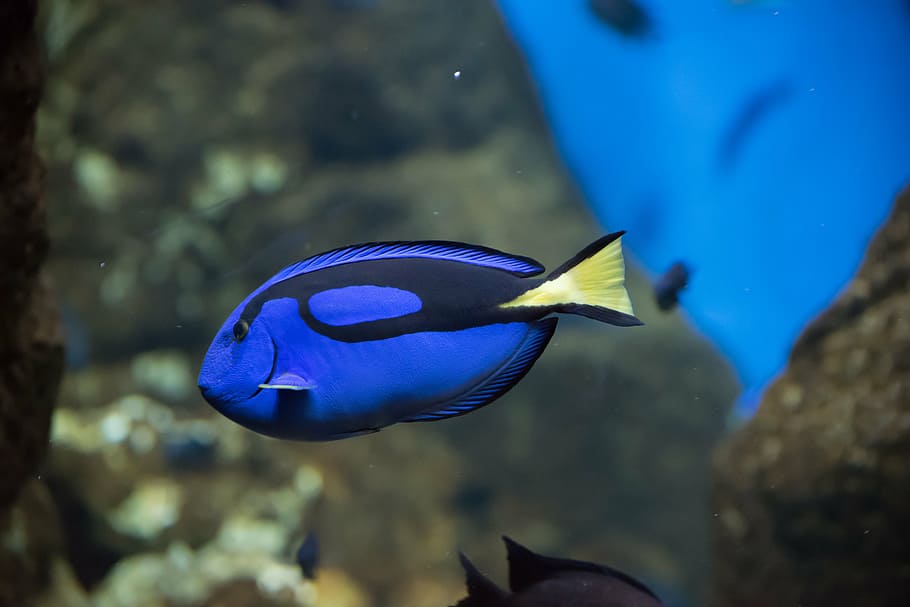 pairi daiza, arnold, blue fish, zoo, aquarium, animal, animal themes HD wallpaper