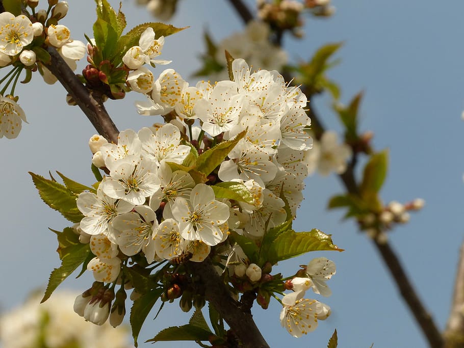 cherry blossom, spring, white blossom, tree, branches, bloom HD wallpaper