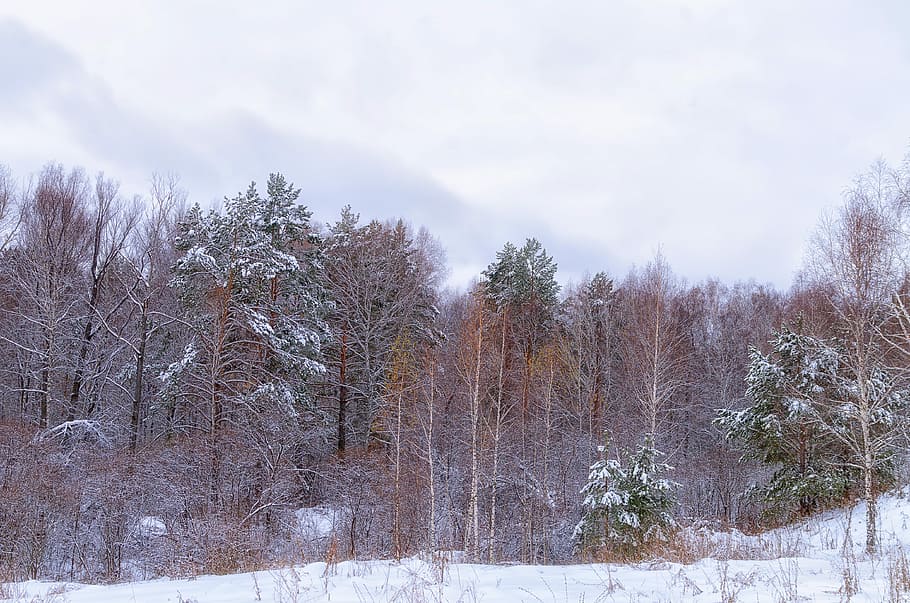 Forest, Snow, Cloud, Winter, winter forest, trees, nature, snow winter nature HD wallpaper