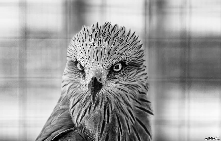 bird, animal, fly, one animal, animal themes, vertebrate, animal wildlife HD wallpaper