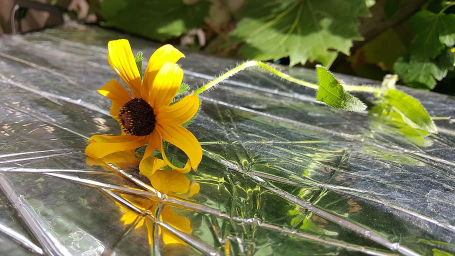 Flower, Reflection, Yellow, blackeyed susan, sunflower family, HD wallpaper