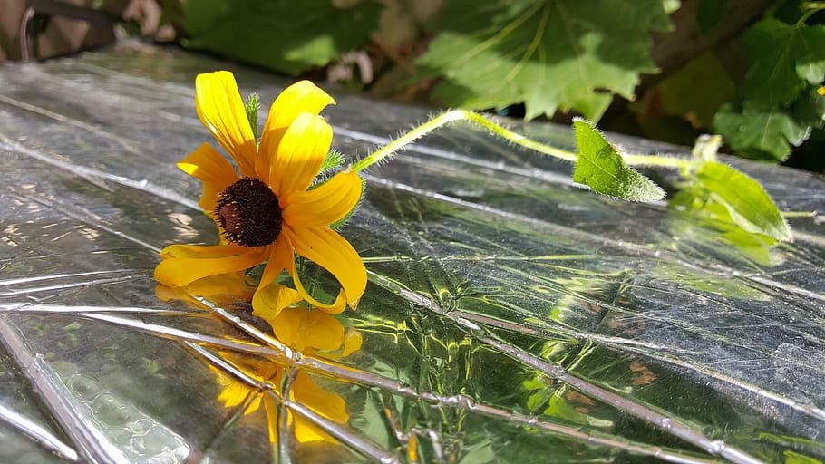 Flower, Reflection, Yellow, blackeyed susan, sunflower family HD wallpaper