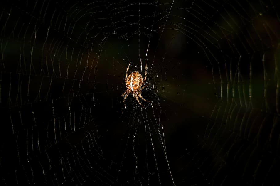spider, out, dark, nature, network, mystical, cobweb, night HD wallpaper