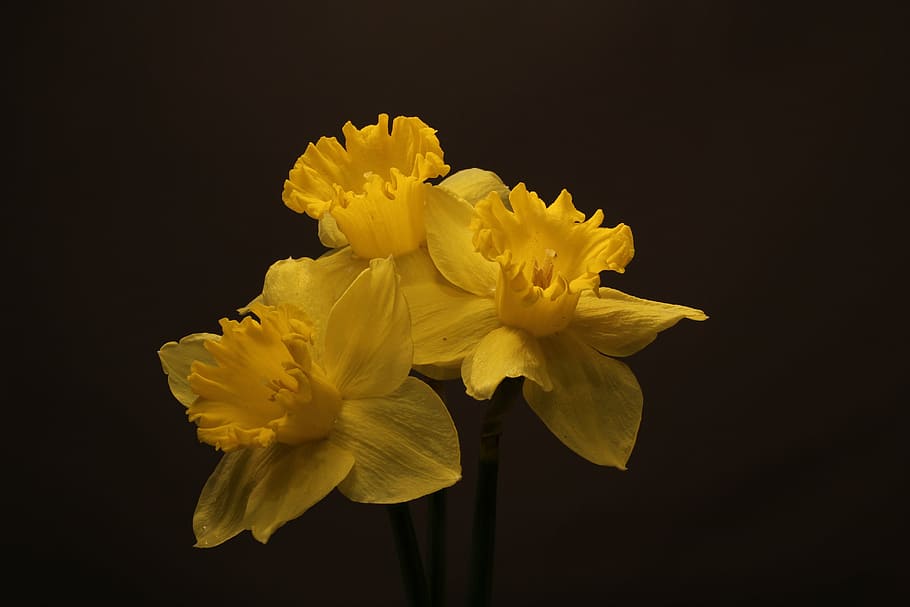 daffodils, flowers, blossoms, yellow, spring, narcissus, jonquils, HD wallpaper