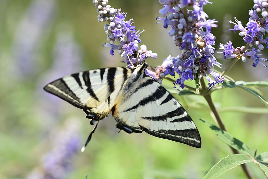 animals, butterfly, macro, flower, animal wildlife, one animal HD wallpaper