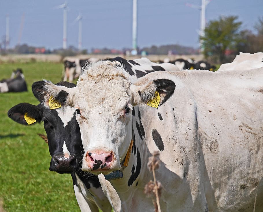 cows, schwarzbunt, pasture, agriculture, livestock, milk cow, HD wallpaper