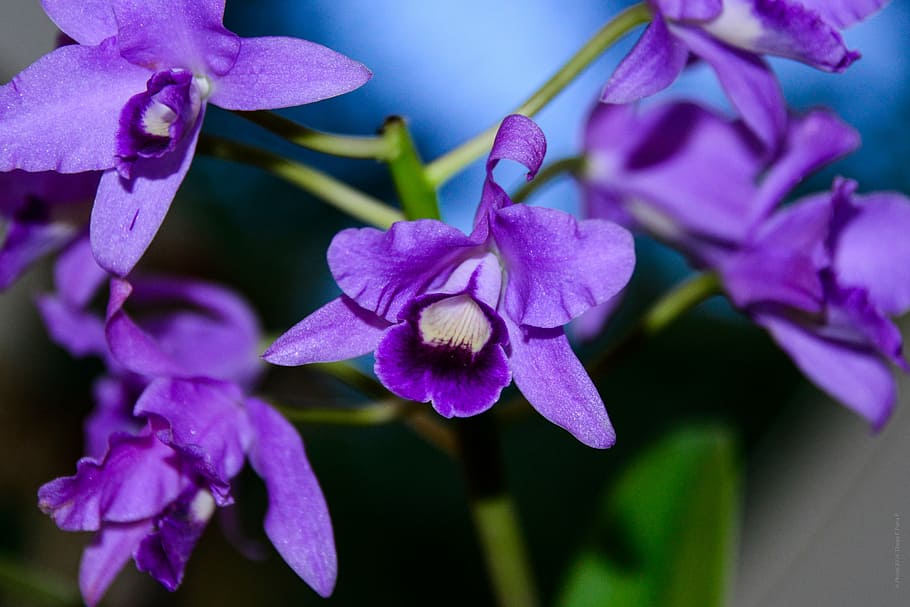 macro photography of purple boat orchid flowers, art, beautiful flowers, HD wallpaper