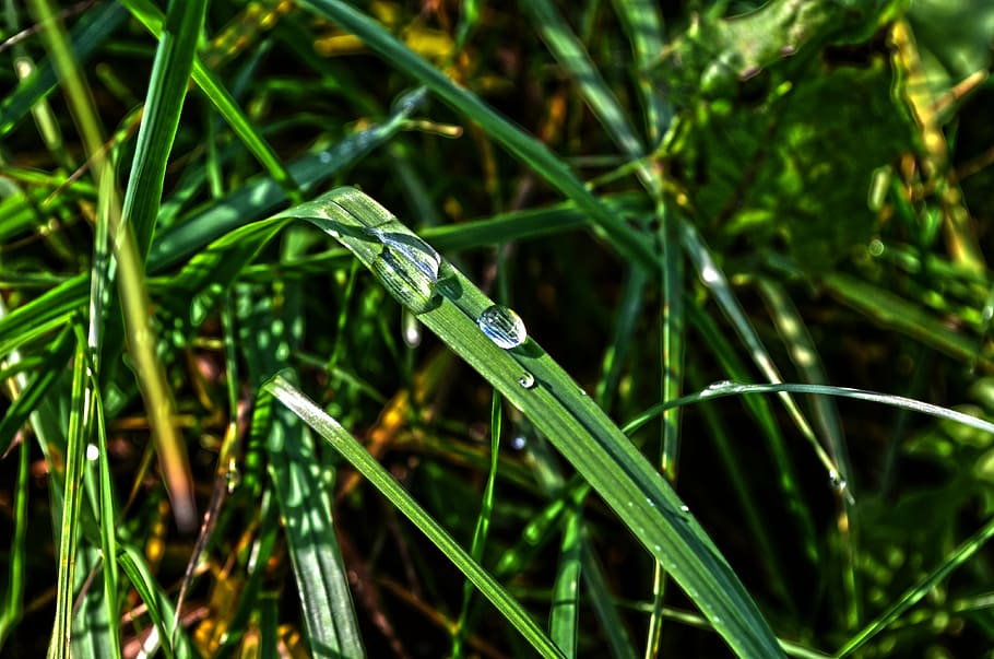 nature, grass, macro, drop, dew, green Color, close-up, summer HD wallpaper