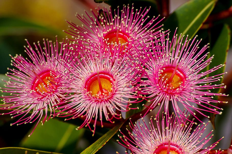 pink and white petaled flower, eucalyptus flowers, blossom, australian