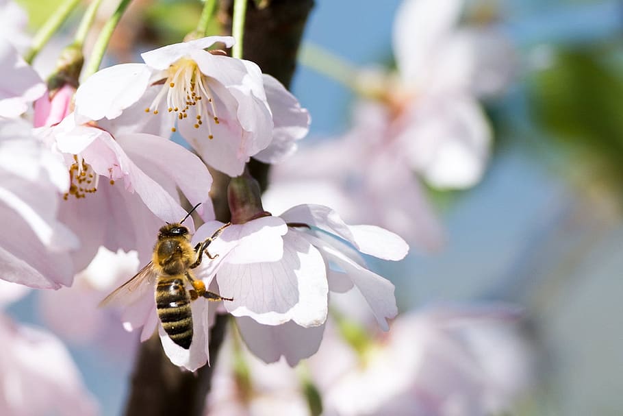 selective focus photography of honeybee perching on white flower HD wallpaper