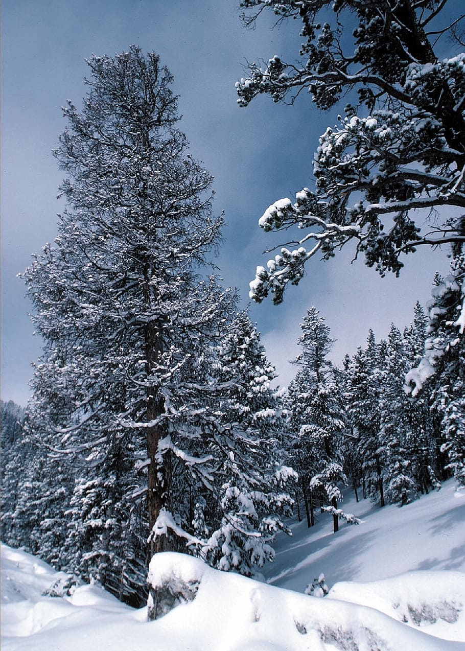 tall pine trees covered on snow, forest, winter, nature, cold