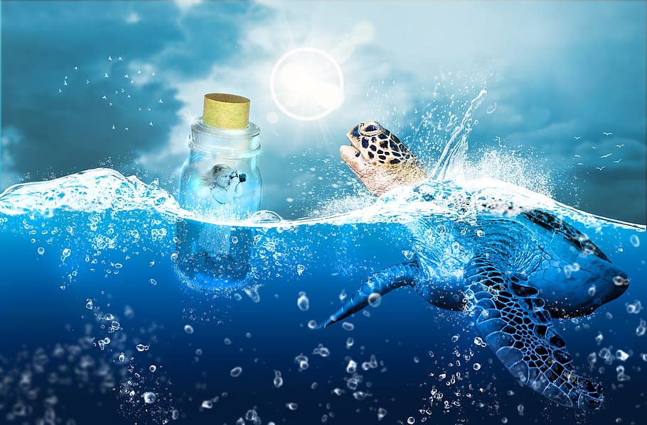 bottle floating on water beside turtle illustration, sea, nature