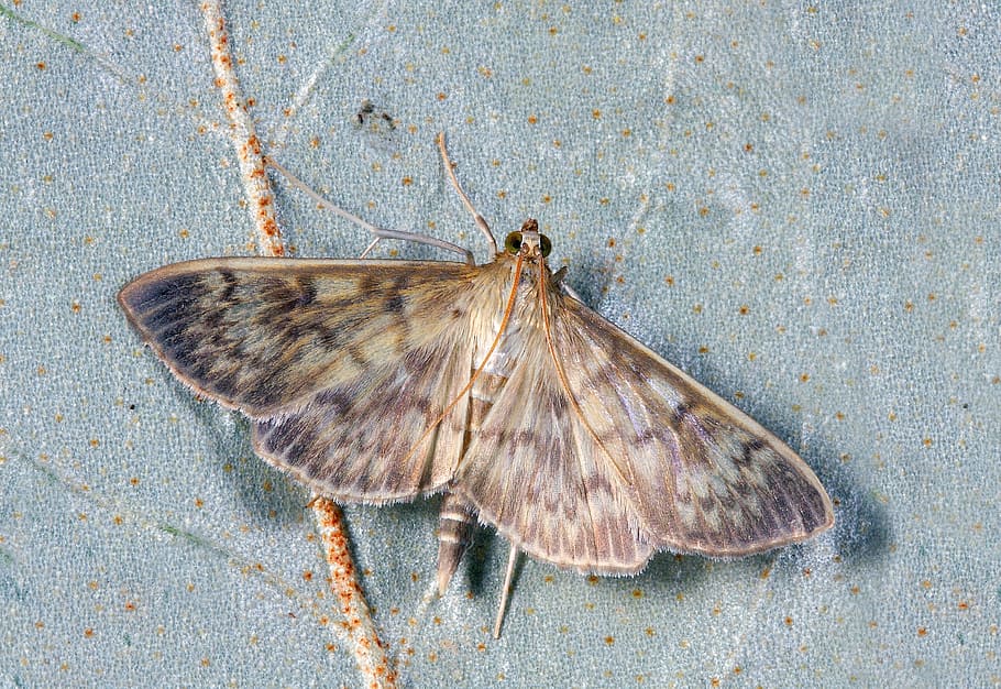 close up photo of brown moth, macro, insect, lepidoptera, invertebrate HD wallpaper