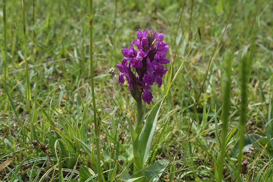 green-winged, purple, orchid, green-veined, anacamptis morio, HD wallpaper