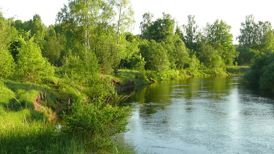 river, forest, water, nature, landscape, summer, russia, trees HD wallpaper