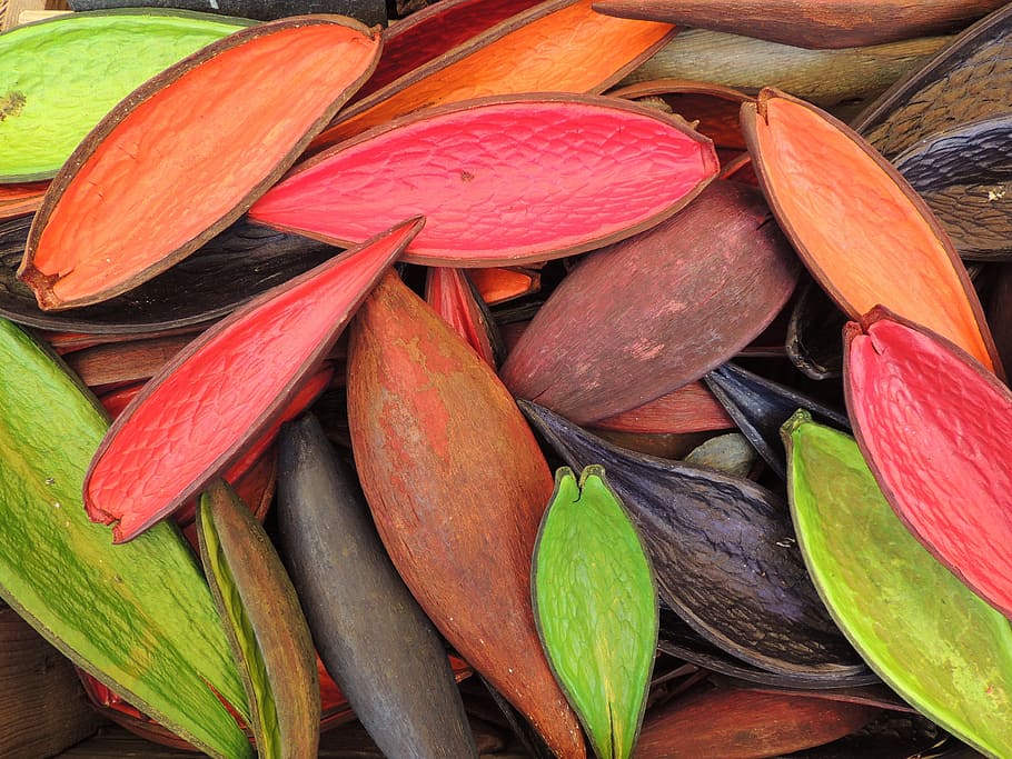 bunch of cacao shells, colored, nature, pattern, decoration HD wallpaper