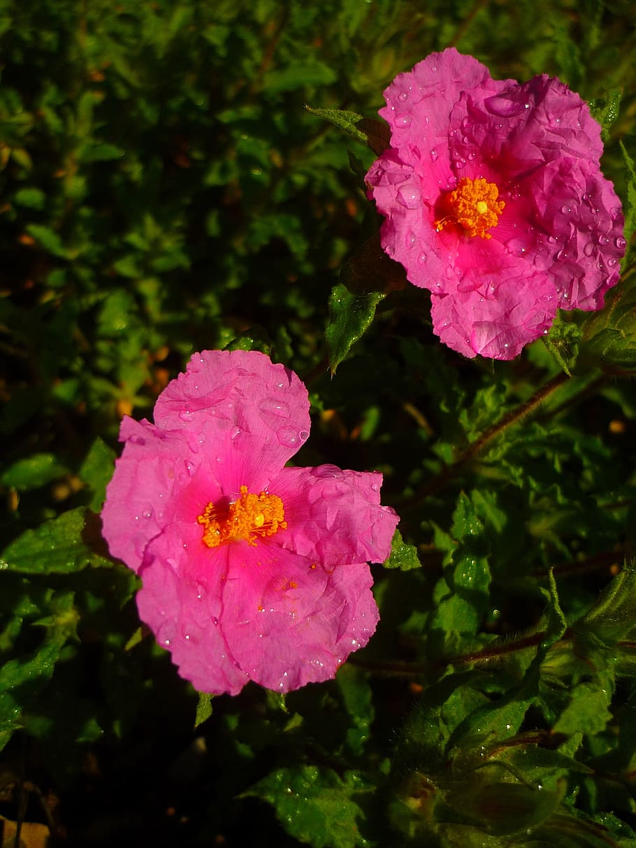 cistus white, flowers, rosa, green, spring, wet, rain, albidus, HD wallpaper