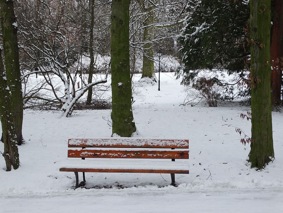 bench, winter, snow, park, tree, biel, poland, park in winter HD wallpaper