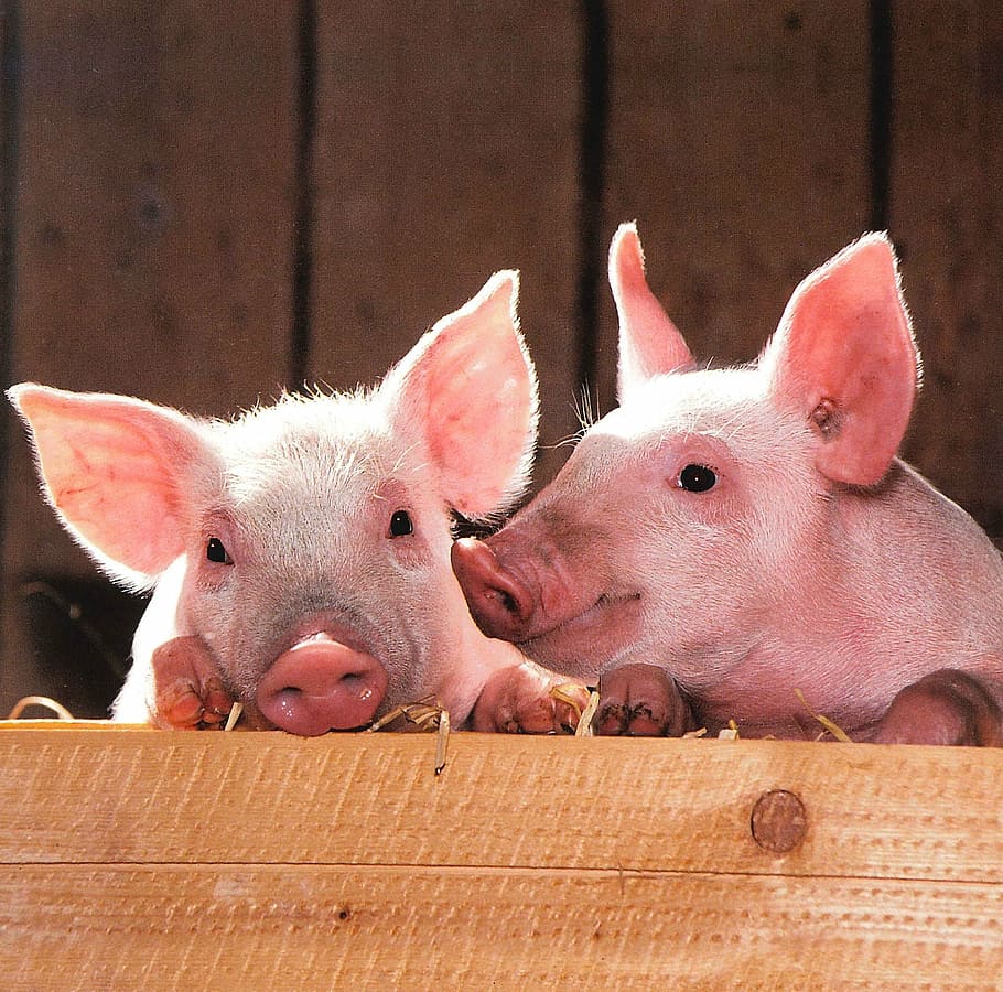 two pink piglets, pigs, pen, portrait, livestock, barn, agriculture