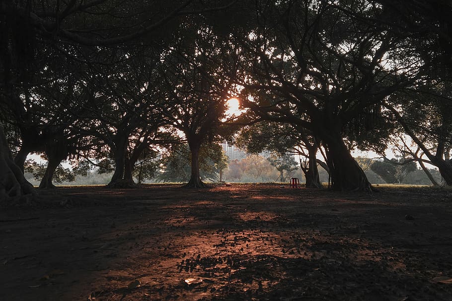 scenery of silhouette of trees, photography of green leafed trees at golden hour HD wallpaper