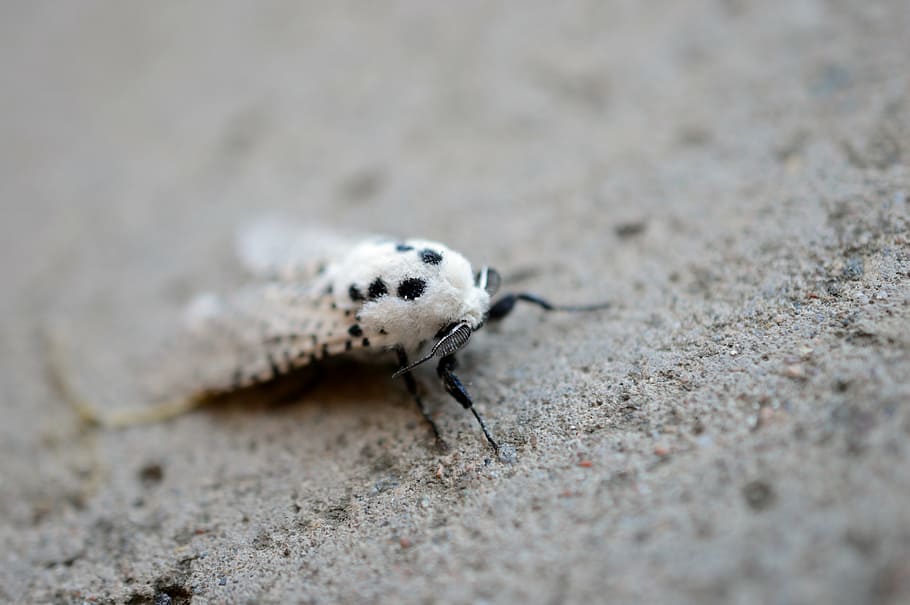 moth, white, insect, outdoor, nature, garden, close, butterfly HD wallpaper