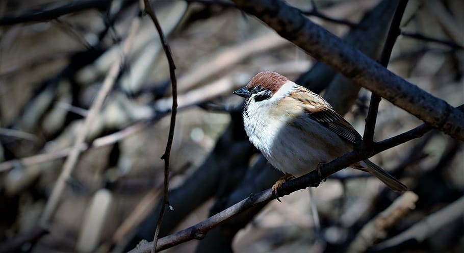 bird, animals, perched, tree, vertebrate, animal wildlife, animal themes HD wallpaper