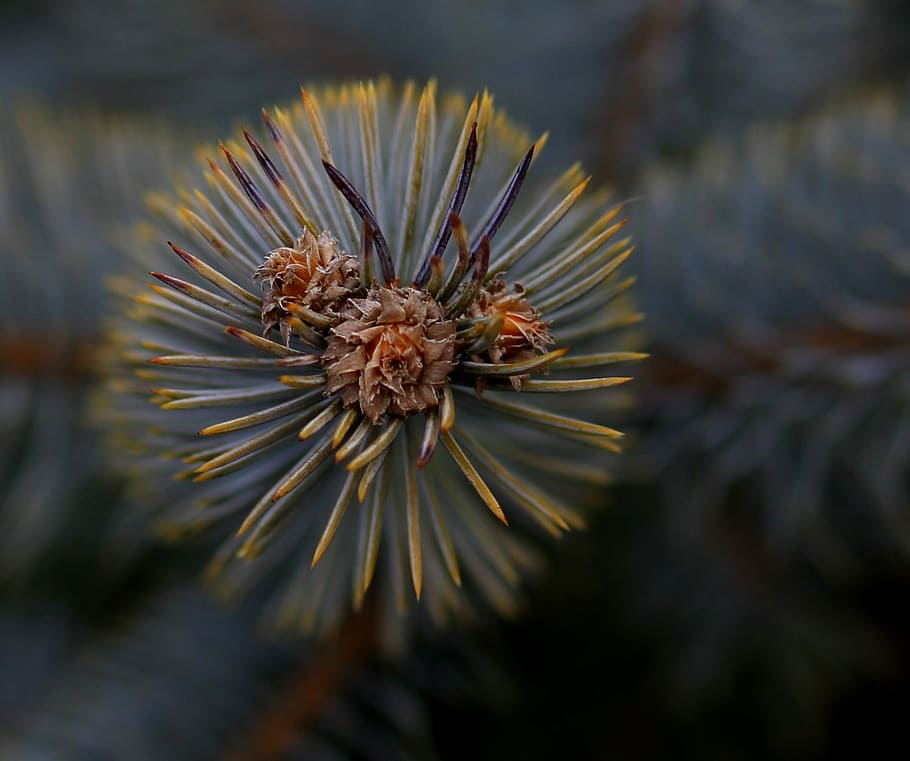 brad, flower, inflorescence, plant, close-up, growth, beauty in nature HD wallpaper