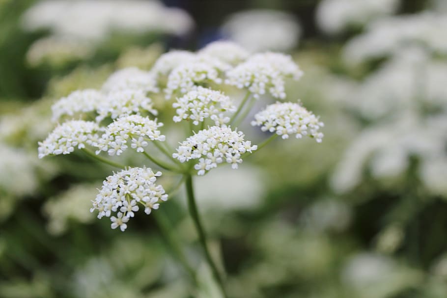 white flower, weed, macro, flowering plant, freshness, beauty in nature HD wallpaper