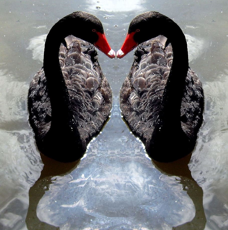 two black swans on body of water, torque, waterfowl, nature, bird, HD wallpaper