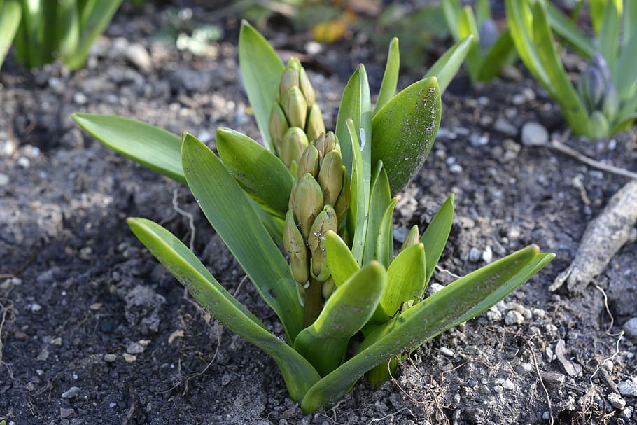 hyacinth, bud, spring, flower, plant, garden, asparagus plant HD wallpaper