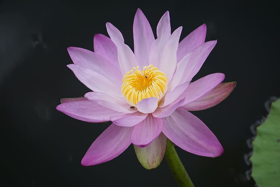 purple waterlily in close-up photography, water lily, nymphaea, HD wallpaper